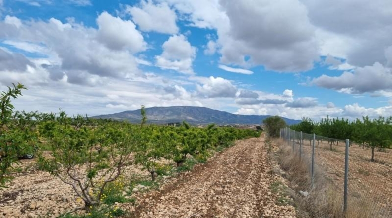 Alicante - Pinoso - 23810m2