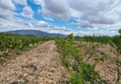 Non-developable land for sale on España, Pinoso, ref: TR130710 photo