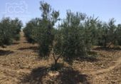 Земля на продажу у города Almonte Фото