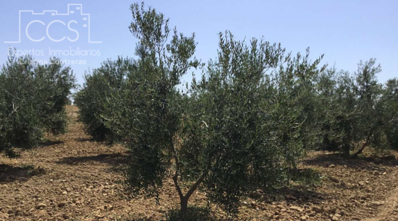 Huelva - Almonte - 21336m2