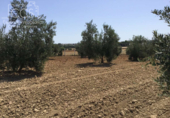 Земля на продажу у города Almonte Фото