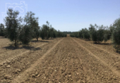 Земля на продажу у города Almonte Фото