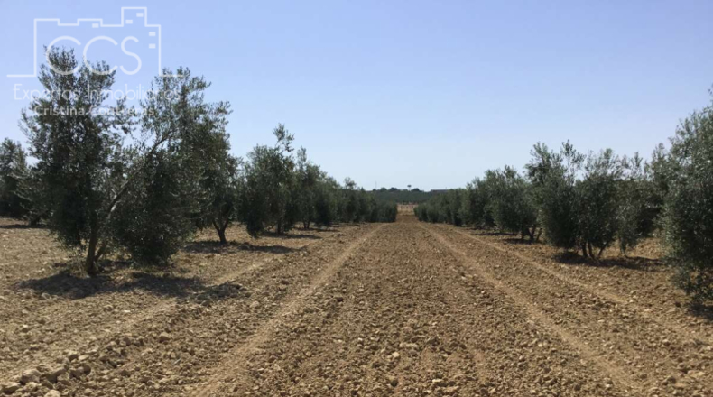 Huelva - Almonte - 21336m2