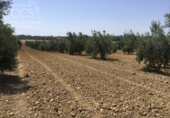 Земля на продажу у города Almonte Фото
