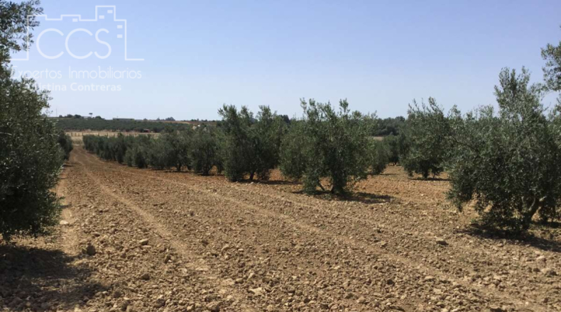Huelva - Almonte - 21336m2