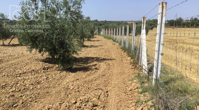 Huelva - Almonte - 21336m2