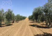 Земля на продажу у города Almonte Фото