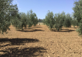 Земля на продажу у города Almonte Фото