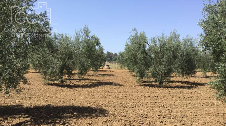 Huelva - Almonte - 21336m2