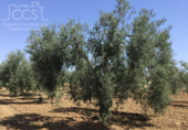 Земля на продажу у города Almonte Фото
