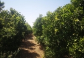 Finca rústica en venta en la España, San Rafael del Río, ref: TR167042 foto