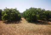 Finca rústica en venta en la España, San Rafael del Río, ref: TR167042 foto