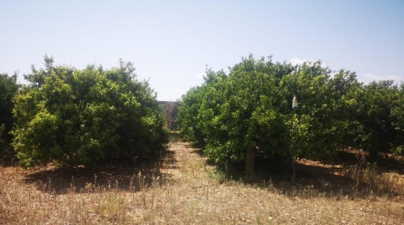 Castellón - San Rafael del Río - 27816m2