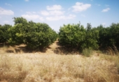 Finca rústica en venta en la España, San Rafael del Río, ref: TR167042 foto