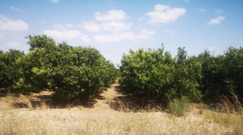 Castellón - San Rafael del Río - 27816m2