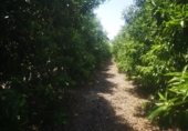 Finca rústica en venta en la España, San Rafael del Río, ref: TR167042 foto