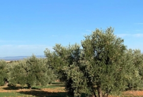 Ciutadilla 91700&nbsp;m²