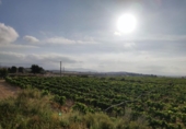 Rural estate for sale on España, Novelda, ref: TR112562 photo