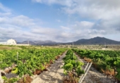Rural estate for sale on España, Novelda, ref: TR112562 photo