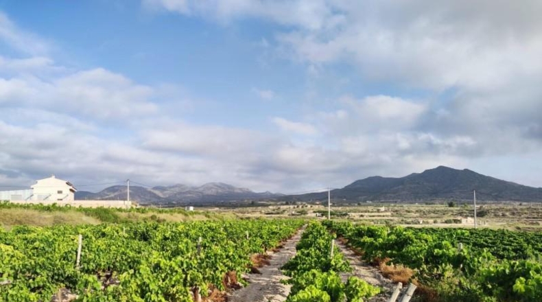 Alicante - Novelda - 17800m2
