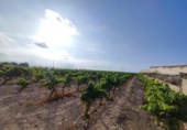 Rural estate for sale on España, Novelda, ref: TR112562 photo