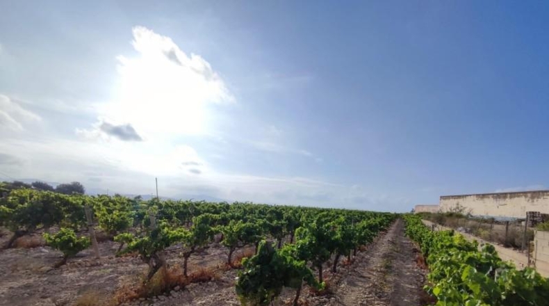 Alicante - Novelda - 17800m2