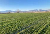 Detached villa with land for sale on España, Pinos Puente, ref: TR215114 photo