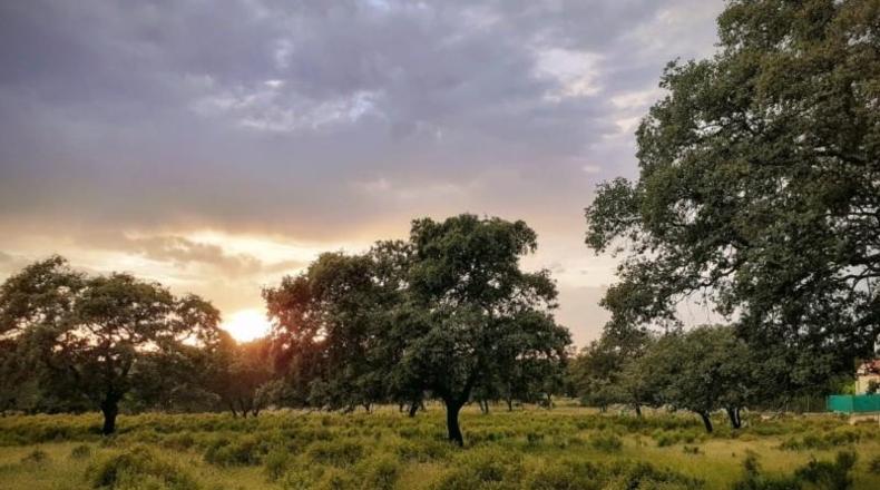 Sevilla - Castilblanco de los Arroyos - 5500m2