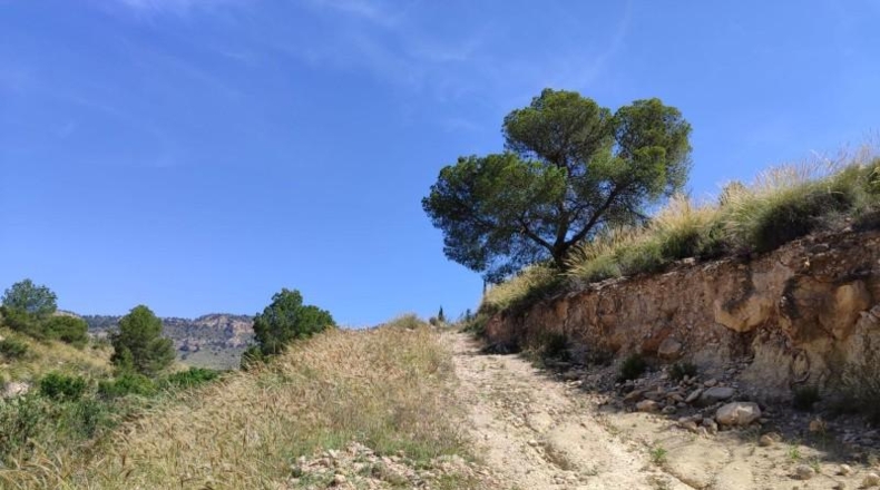 Murcia - Mula - 55000m2