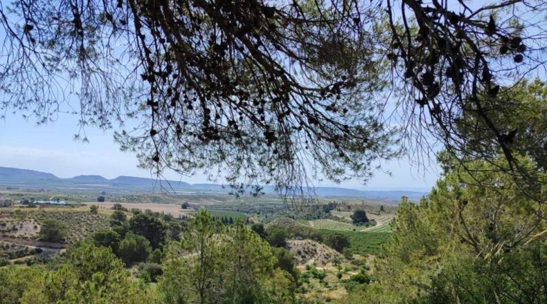 Murcia - Mula - 55000m2