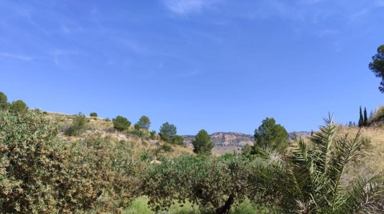 Murcia - Mula - 55000m2
