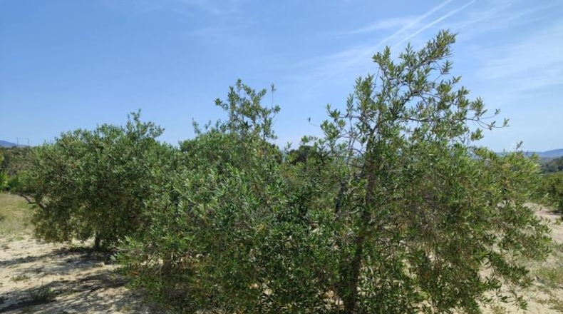 Murcia - Mula - 55000m2