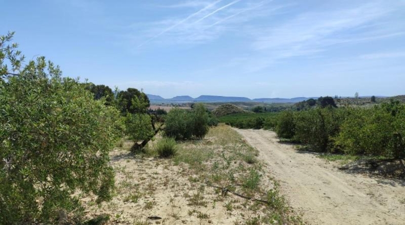 Murcia - Mula - 55000m2