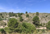 Terreny no urbanitzable en venda a la España, Mula, ref.: TR247406 foto