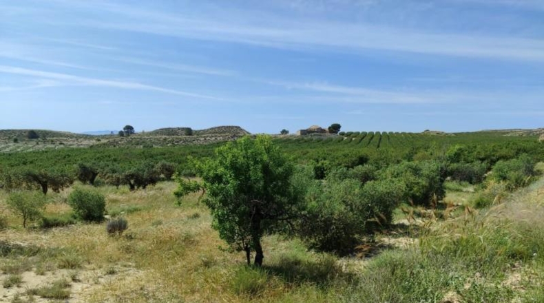 Murcia - Mula - 55000m2
