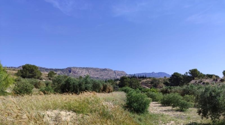Murcia - Mula - 55000m2