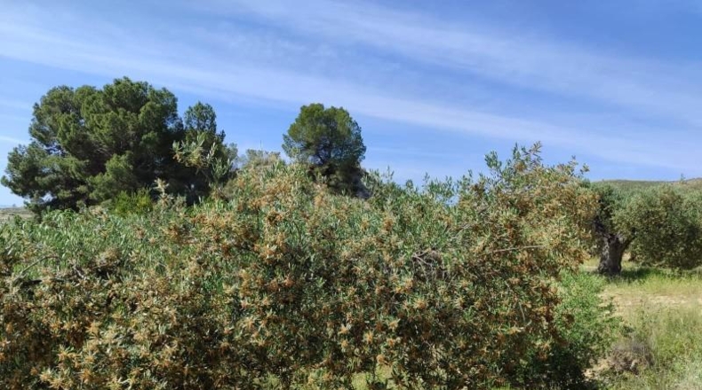 Murcia - Mula - 55000m2