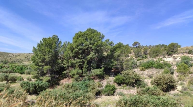 Murcia - Mula - 55000m2