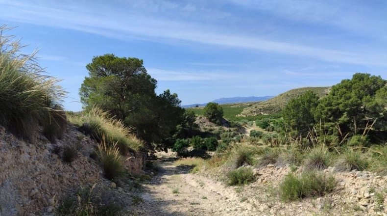 Murcia - Mula - 55000m2