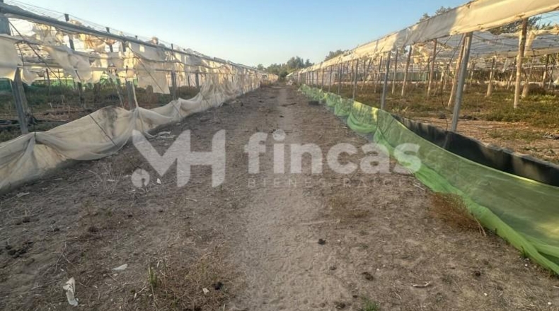 Seville - Los Palacios y Villafranca - 7439m2