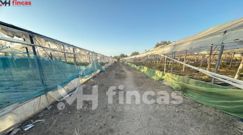 Seville - Los Palacios y Villafranca - 7439m2