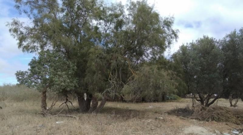Cádiz - Puerto Real - 2379m2