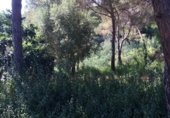 Urban land for sale on España, Lloret de Mar, ref: TR125628 photo