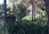 Urban land for sale on España, Lloret de Mar, ref: TR125628 photo