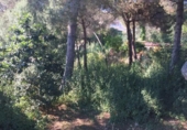 Urban land for sale on España, Lloret de Mar, ref: TR125628 photo
