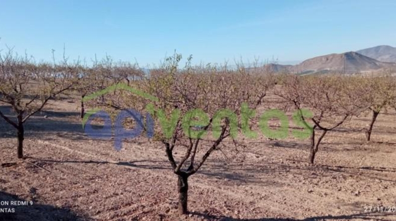 Murcia - Lorca - 8300m2
