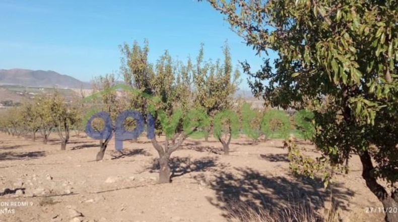 Murcia - Lorca - 8300m2