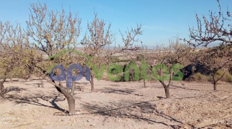 Murcia - Lorca - 8300m2