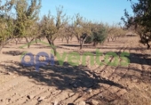 Земля на продажу у города Lorca Фото
