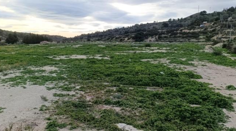 Alicante - Algueña - 7461m2